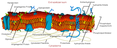 Cell_membrane_detailed_diagram_de.svg.png