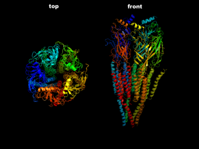 Nicotinic_Acetylcholine_receptor.png