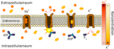 Scheme_sodium-potassium_pump-de.svg.png