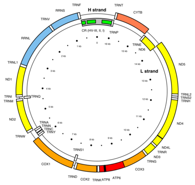 1024px-Map_of_the_human_mitochondrial_genome.svg.png