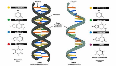 dna-versus-rna.jpg