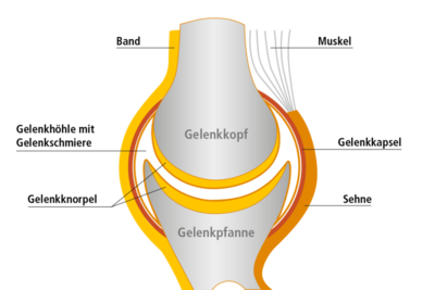 csm_Querschnitt-Gelenk_f3feab6726.png