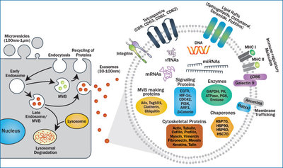 BiogenesisMolecular02.jpg (77.32 KiB) 69690 mal betrachtet BiogenesisMolecular02.jpg