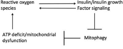 The-mitochondrial-death-spiral-Cellular-ATP-deficit-or-mitochondrial-dysfunction-causes.png