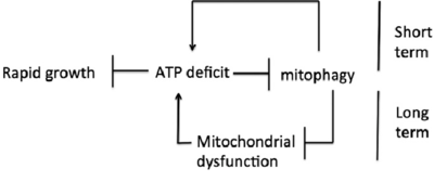 Short-term-and-long-term-effects-of-impaired-mitophagy-An-ATP-deficit-impairs-mitophagy.png (24.23 KiB) 62661 mal betrachtet Short-term-and-long-term-effects-of-impaired-mitophagy-An-ATP-deficit-impairs-mitophagy.png