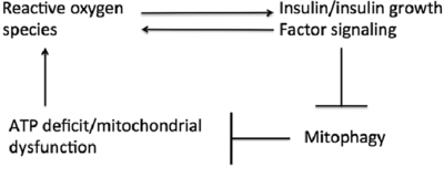 The-mitochondrial-death-spiral-Cellular-ATP-deficit-or-mitochondrial-dysfunction-causes.png (21.25 KiB) 62661 mal betrachtet The-mitochondrial-death-spiral-Cellular-ATP-deficit-or-mitochondrial-dysfunction-causes.png