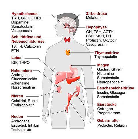 hormondruesen-mensch.jpg