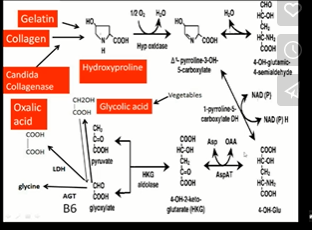 Oxalates Vitamin C.PNG