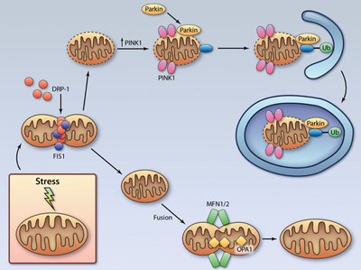 F3.large.jpg (110.2 KiB) 188650 mal betrachtet F3.large.jpg