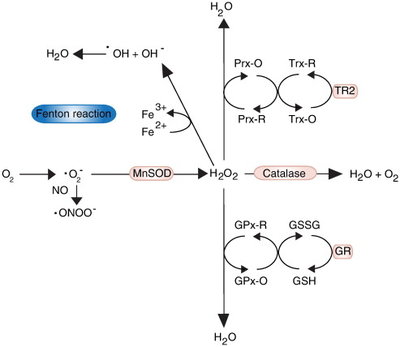 The-path-of-ROS-Superoxide-radicals-.jpg