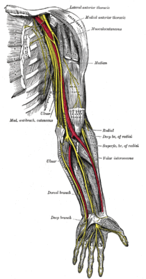 Nerves_of_the_left_upper_extremity.gif