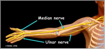 Arm_with_Median_Nerve.jpg