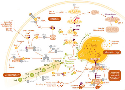 pathways-of-macro.jpg